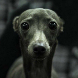 Slurpcore-SlurpcoreCrusaders icon