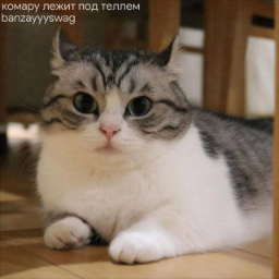 SmthFishy-Fishpack icon