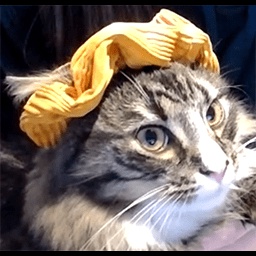 Sofus-Sofus_Company icon