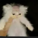 Solariki_Family-Solyariki icon