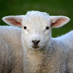 SpecialBois-Specialbois icon