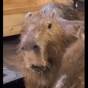 SpiritRealmCompany-Spirit_Realm_Company_Pack icon