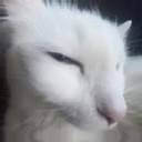 Spyryx9-TheMostLethalCompany_And_More icon