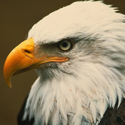 Squimpy-EagleBirds icon