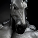 StallaCavallica-CavalloPack icon