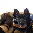 Svinokryl-SvinoMusic icon