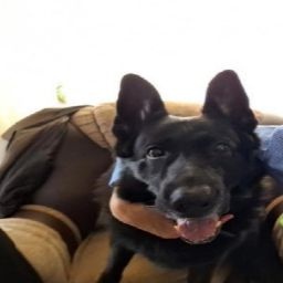 Svinokryl-SvinoMusic icon