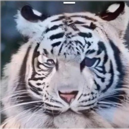 Swojskie-Szatan_Na_Teraz icon