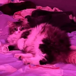 SyakiMaki-SyakiMaki icon