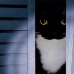 TDP-TestigosDePequiMODS icon