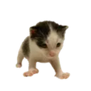 TMIII-swagcavemodpack icon