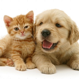 TachankyGang-FritzeIsGay icon