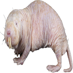 Tapeduprat-Somerattyskins icon