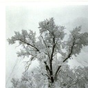 Te0-White_Tree_Modpack icon