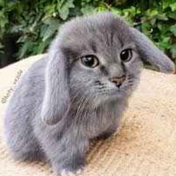 TeamCabbityCabbits-AmbientMainmenuReplacement icon