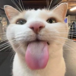 Team_habbo-team_habbo icon