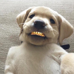 Tedd1e-tedd1e_Modpack icon