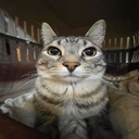 Televisin-Jeero_Televisin icon