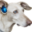 TestAccount666-DogSoundFix-1.1.1 icon