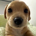 ThatFriendlyFox-FoxsModpack icon