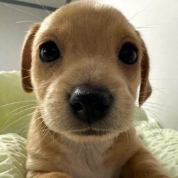 ThatFriendlyFox-FoxsModpack icon