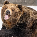 That_burr-Essential_UI_stuff icon