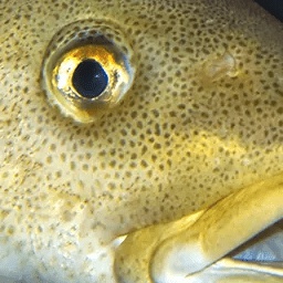 TheCoolCatsClub-nerbert_tree icon