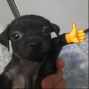 TheLab-NungieDoesntBelieveUs icon