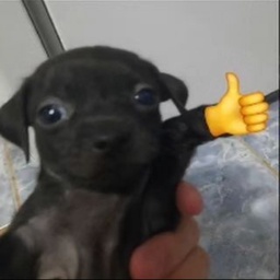 TheLab-NungieDoesntBelieveUs icon