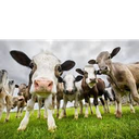 TheMOOCrew-Moo_Crew_Mod_Pack icon