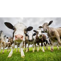 TheMOOCrew-Moo_Crew_Mod_Pack icon