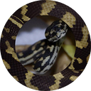 TheVenomCommunity-TVC_ModPack icon