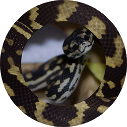 TheVenomCommunity-TVC_ModPack icon