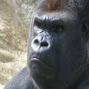 TheZoo-TheZooTvPack_1 icon