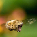 The_Collectors-bananabread_TM icon