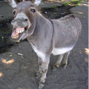 The_Franks-The_Franks_Modpack icon