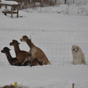 The_Llama_Stack-The_Llama_Stack_Pack icon