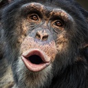 The_Lonk-GTAV_Chimp icon