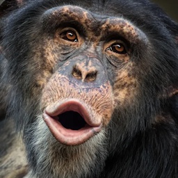 The_Lonk-GTAV_Chimp icon