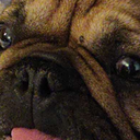 TinyTaurenTeam-TinyTaurenModelReplacement icon