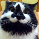 TinyTeam-SoundsForIdiots icon