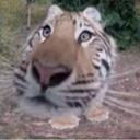 Titanio-titanio icon