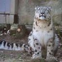 Toastykin-ToastyHost icon