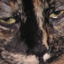 Tom_and_Company-Tom_and_Company_Modpack icon