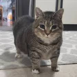 Tryon-Tryon_Musics icon