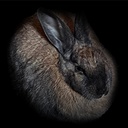 TuilaiTeam-KiwiBall icon