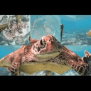 Turtle_T-PeakCoolMods icon