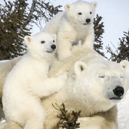 Unbearable-Unbearable icon