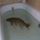 UniqueMods-MemeSounds icon