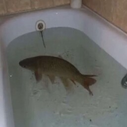 UniqueMods-MemeSounds icon